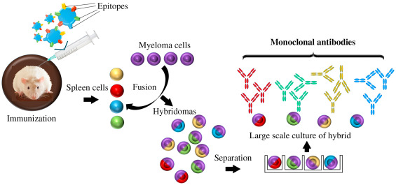 Monoclonal Antibodies – NIH